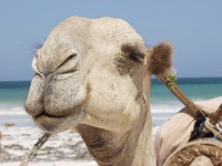 /album/viribus-unitis-quot-egyesult-erovel-quot-/szep-vagyok-jpg/